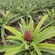 A cultivated pineapple plant with a little fruit growing in the center